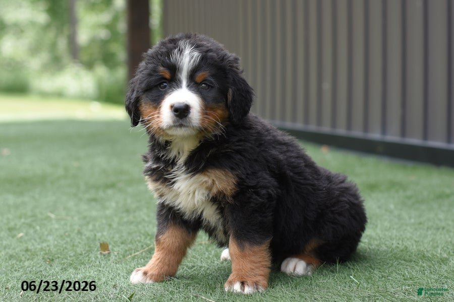 Bernese Mountain Dog dogs Debby - Ad 2