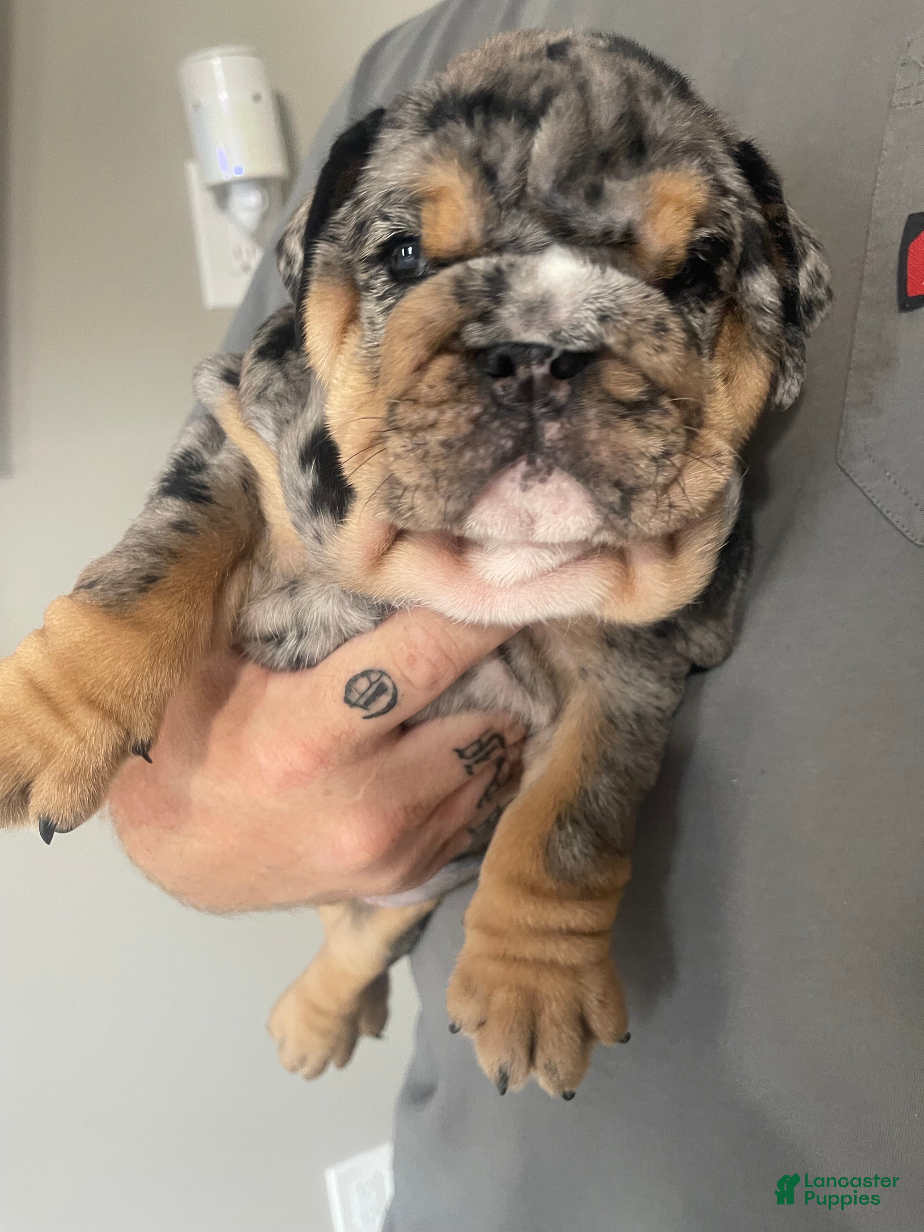 English Bulldog dogs English Bulldog Puppy - Harley - Ad 13