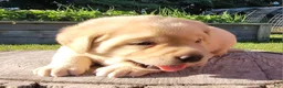 Labrador Retriever dogs for sale: Lexi - Ad 17