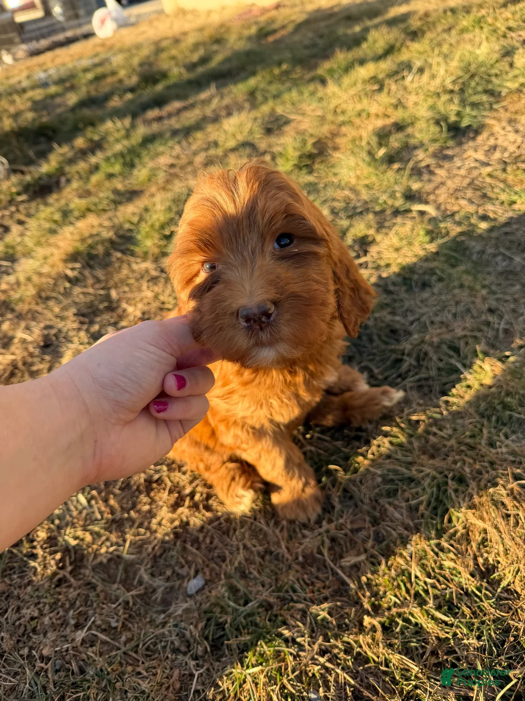 Labradoodle dogs for sale: Labradoodle Light Pink - Ad 1