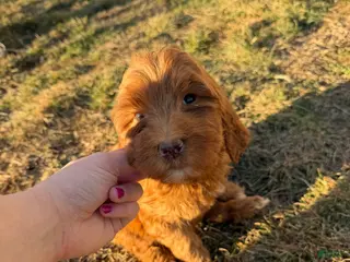Labradoodle dogs Labradoodle Light Pink - Ad 28