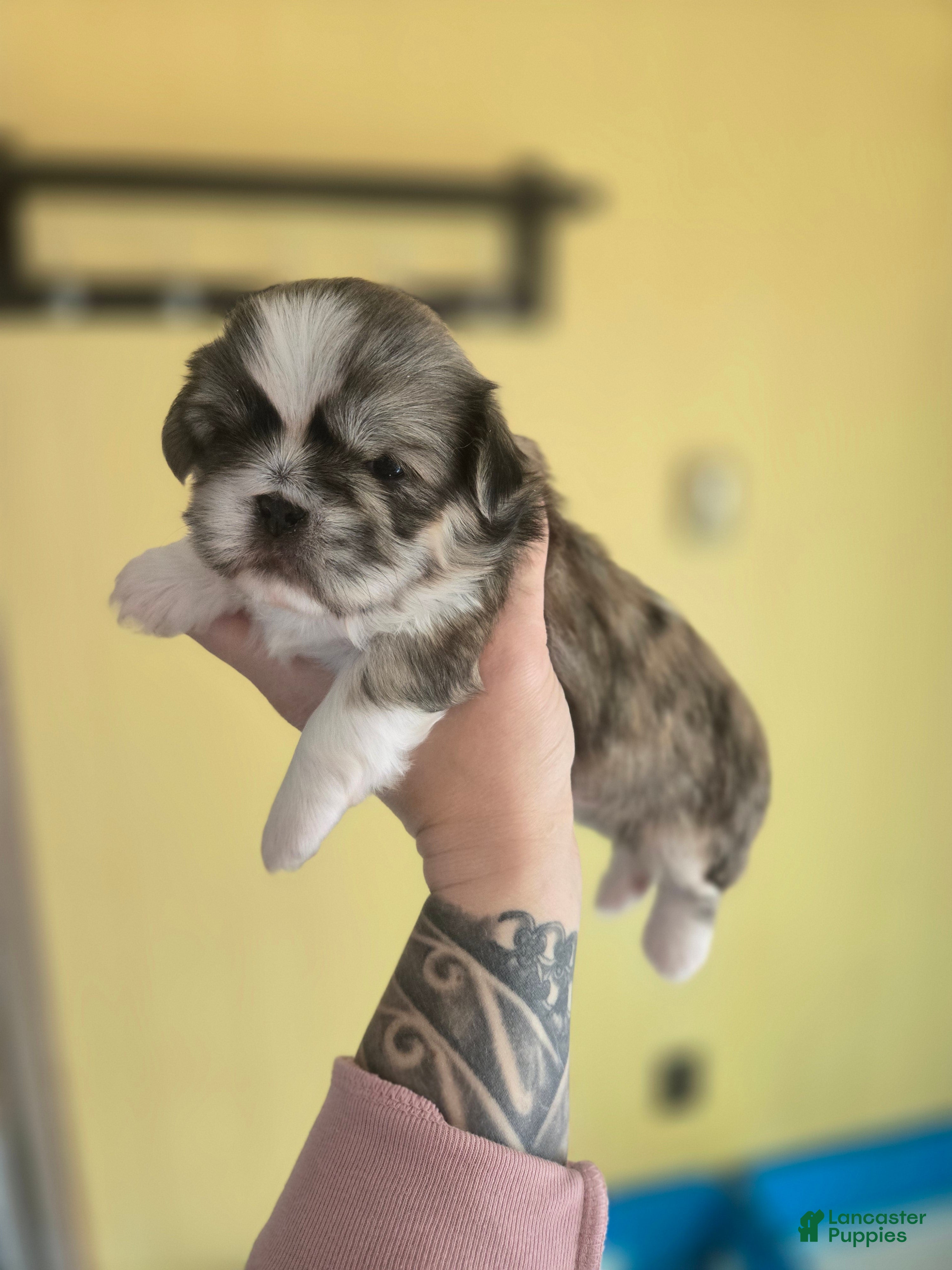 Mixed Breed dogs Shinese Rosco - Ad 8