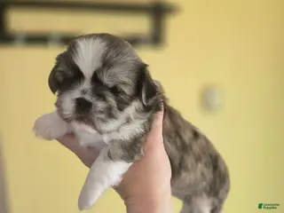 Mixed Breed dogs Shinese Rosco - Ad 8
