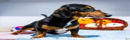 Miniature Dachshund dogs for sale: Oscar - Ad 3