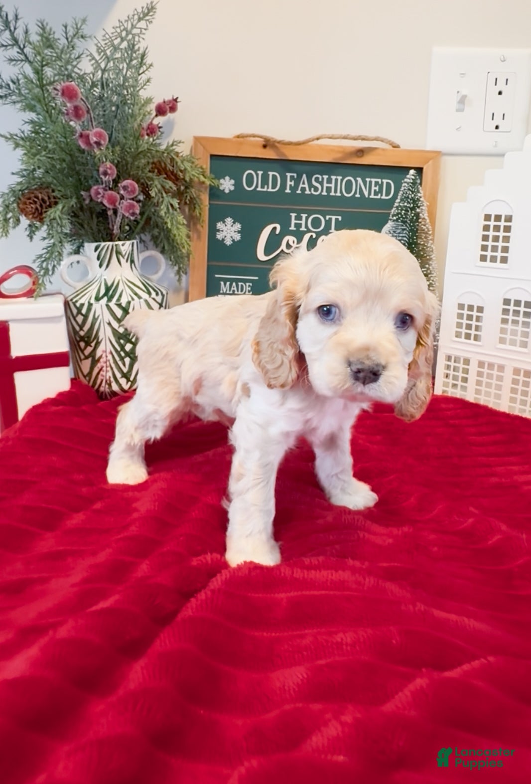 Cocker Spaniel dogs Teddy - Ad 3