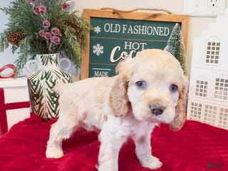 Cocker Spaniel dogs Teddy - Ad 9