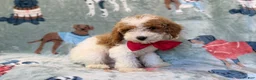 Miniature Poodle dogs for sale: Tater - Ad 3