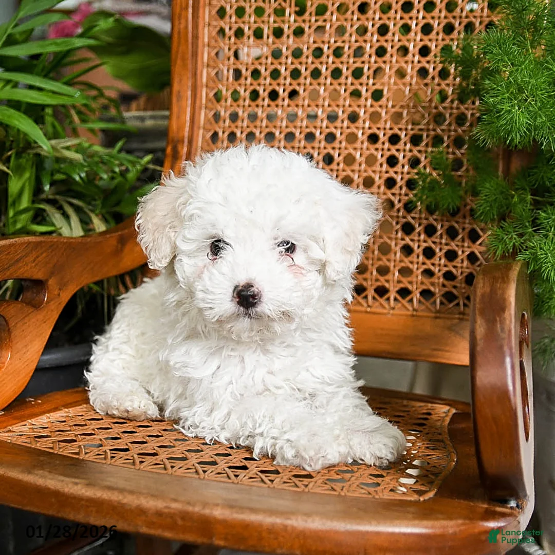Maltipoo dogs for sale: King - Ad 2