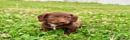 Miniature Dachshund dogs for sale: Lilly - Ad 4