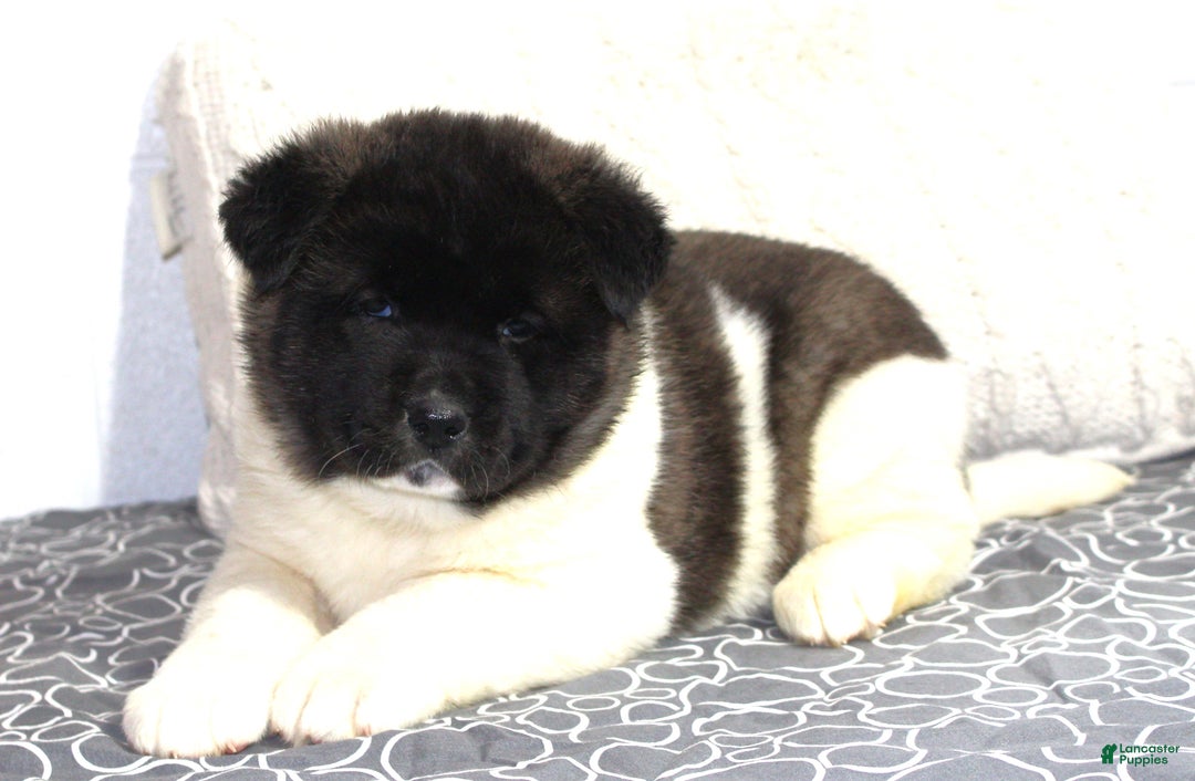 Akita dogs for sale: Dolley - Ad 8