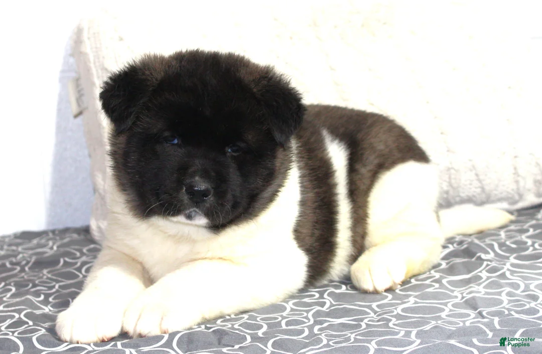 Akita dogs for sale: Ranger - Ad 9