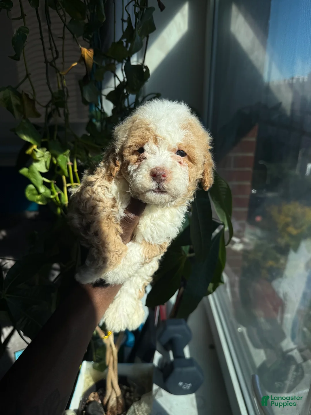 Mini Aussiedoodle dogs for sale: Avalon - Ad 2