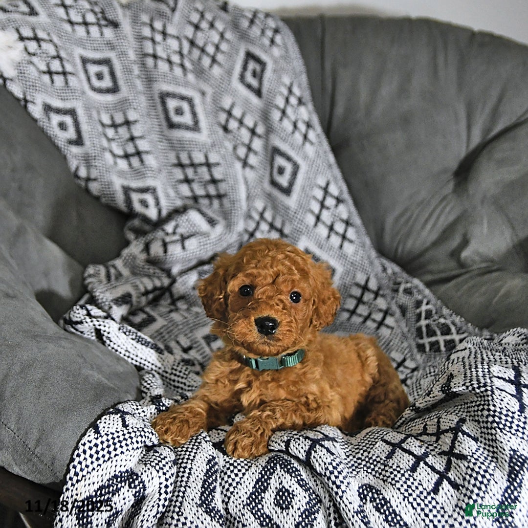 Mini Goldendoodle dogs for sale: Tinsel - Ad 6