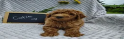 Mini Goldendoodle dogs for sale: Cutie boy - Ad 2