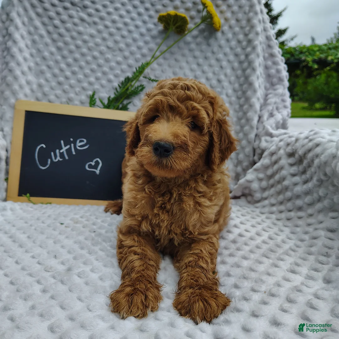 Mini Goldendoodle dogs for sale: Cutie boy - Ad 2