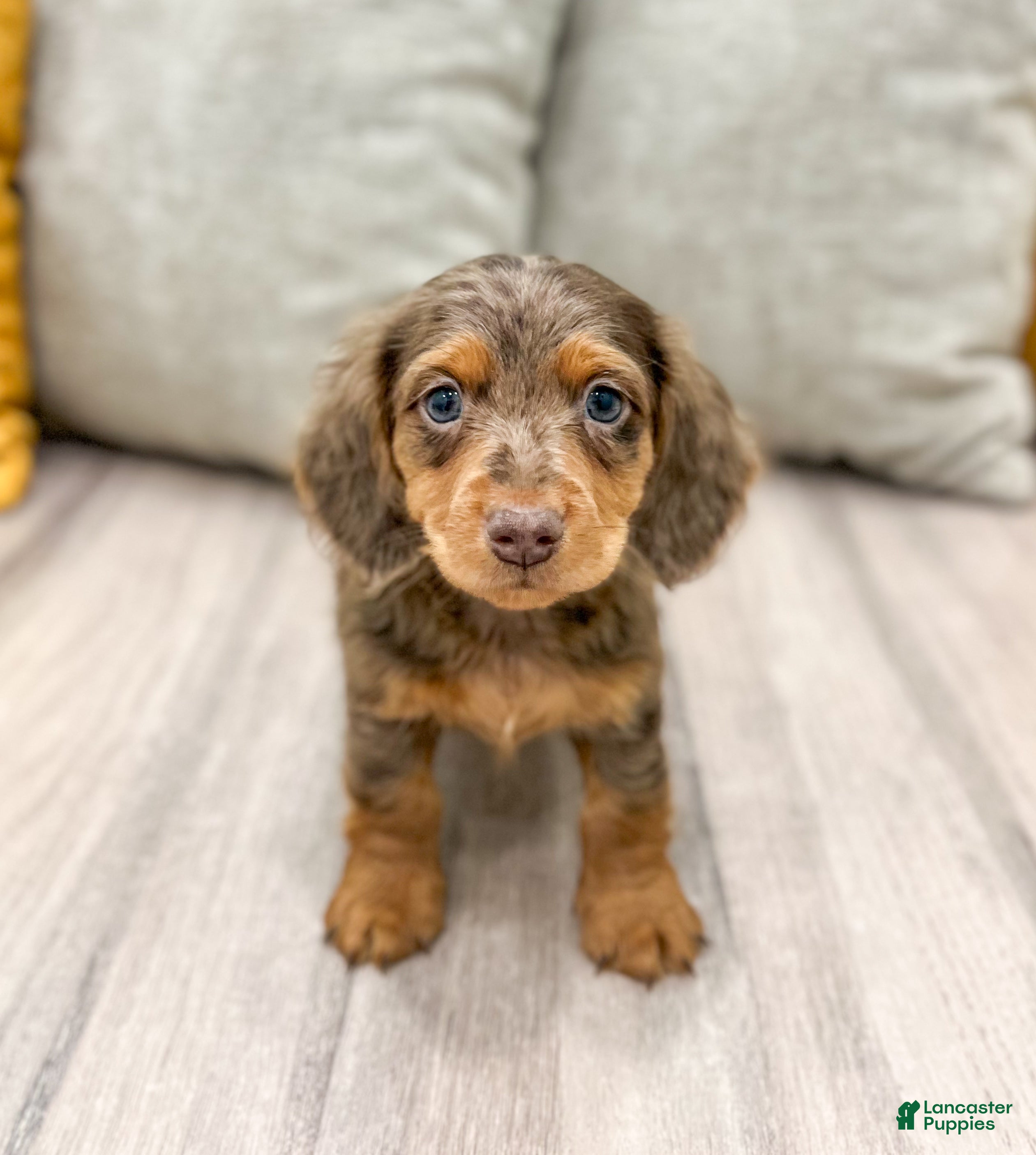 Miniature Dachshund dogs for sale: Mason - Ad 4