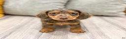 Miniature Dachshund dogs for sale: Mason - Ad 1