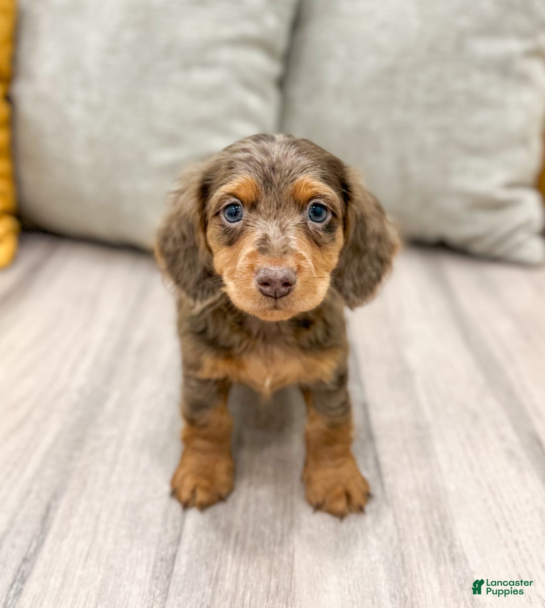 Miniature Dachshund dogs for sale: Mason - Ad 1