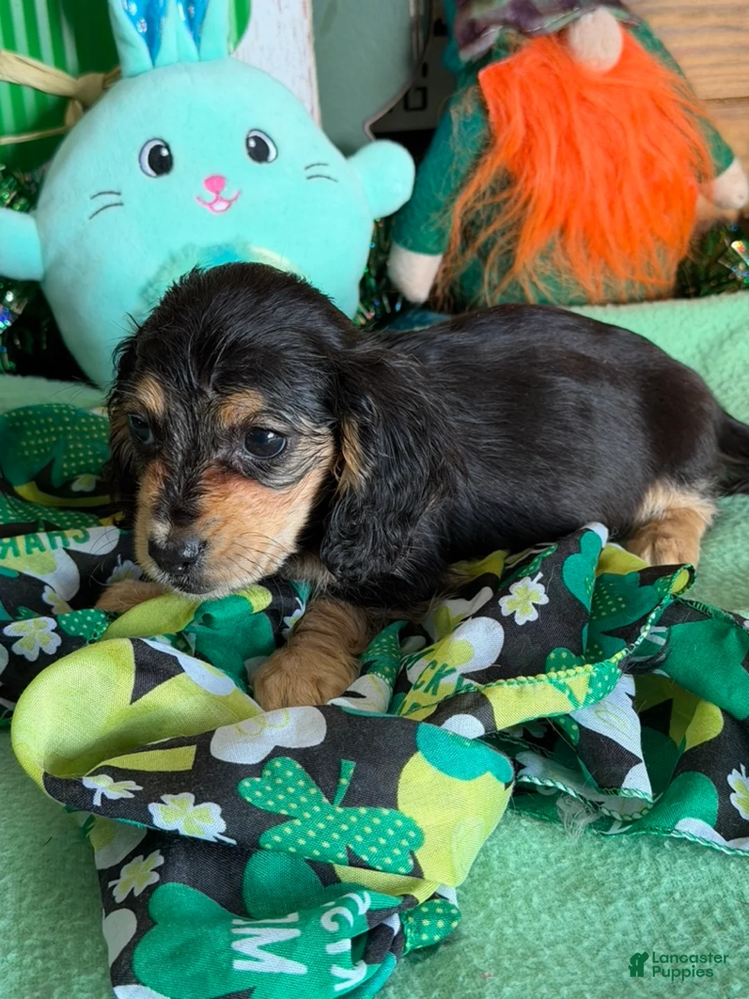 Miniature Dachshund dogs for sale: Scout - Ad 2
