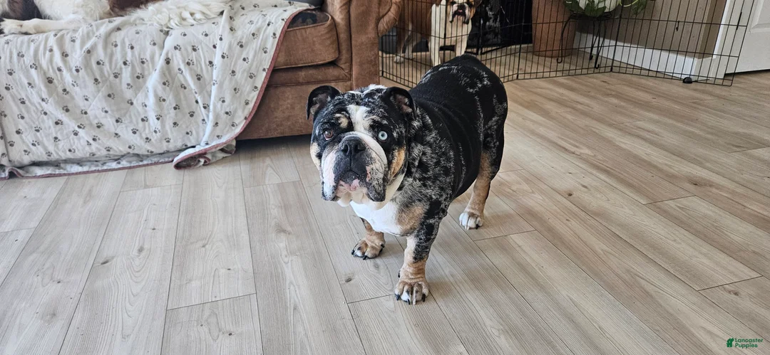 English Bulldog dogs for sale: English Bulldog Puppy 1 - Ad 7