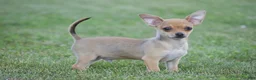 Chihuahua dogs for sale: Andre - Ad 1