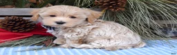 Maltipoo dogs for sale: Moe - Ad 4