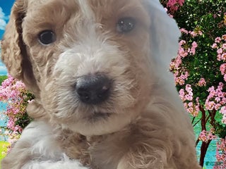 Goldendoodle dogs - Ad 31