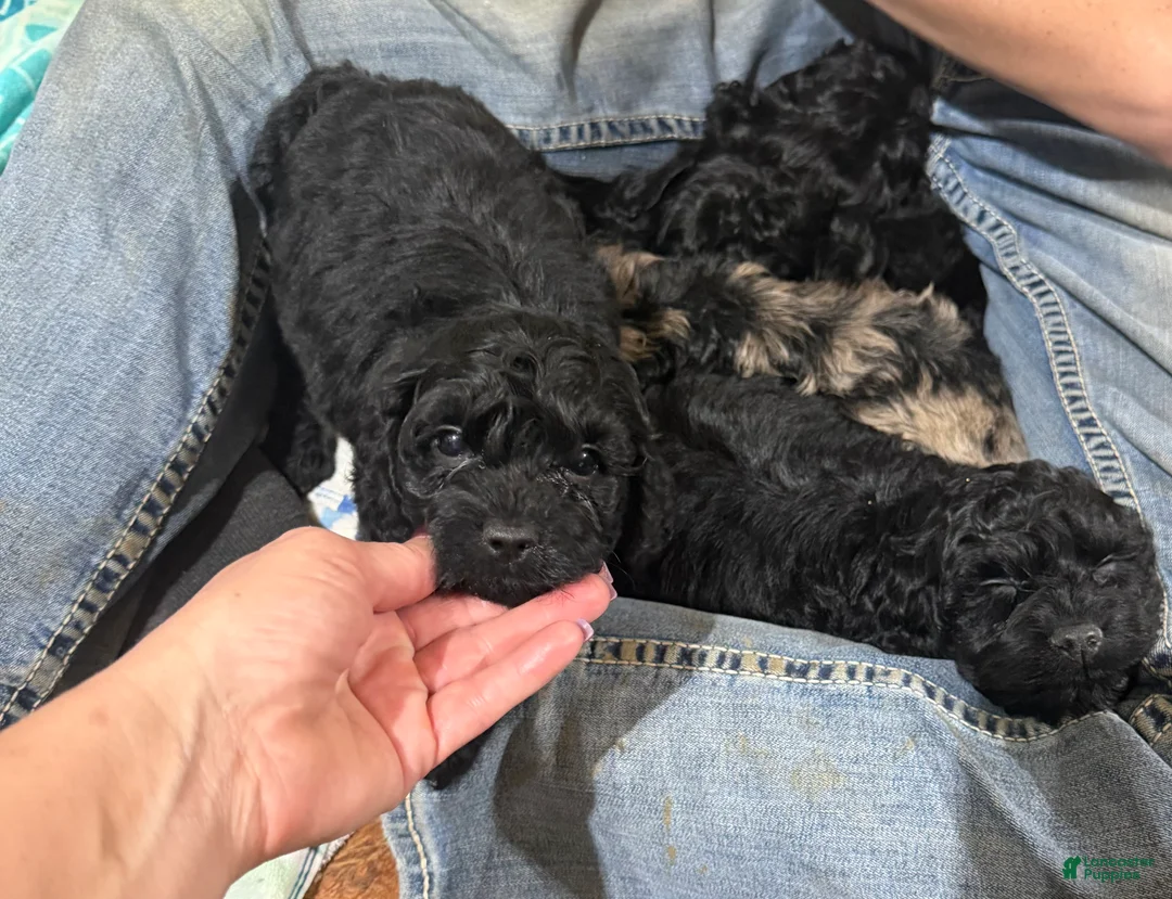 Cockapoo dogs for sale: Cockapoo Puppy 1 - Ad 1