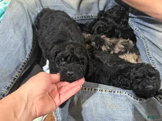 Cockapoo dogs Cockapoo Puppy 1 - Ad 29