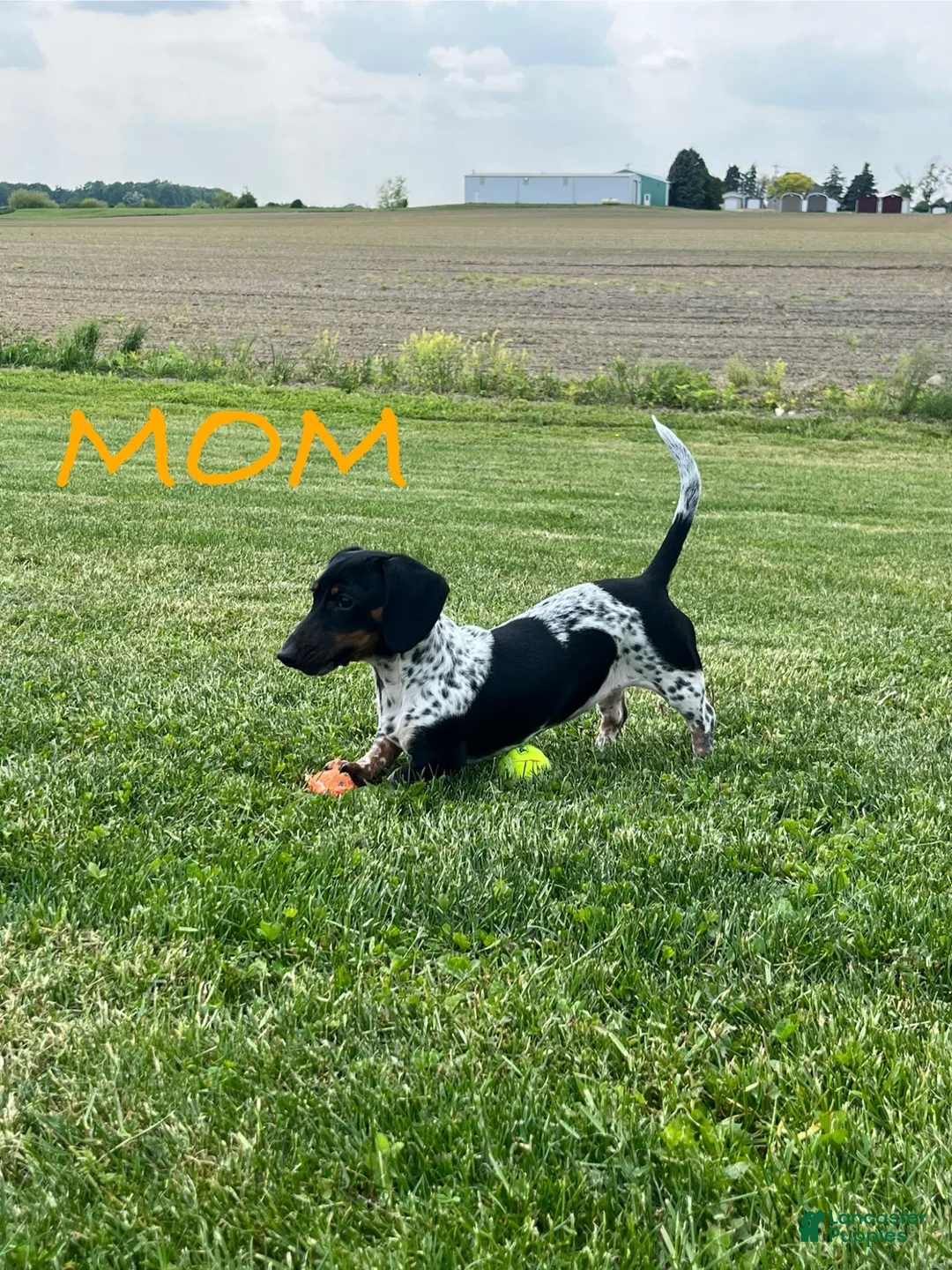 Miniature Dachshund dogs for sale: Violet - Ad 7