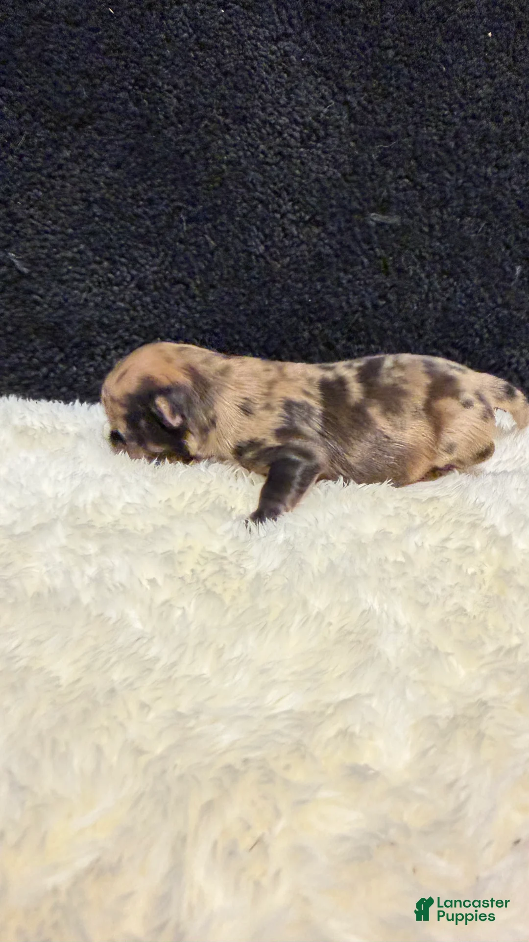 Chihuahua dogs for sale: Chihuahua 1 - Ad 2