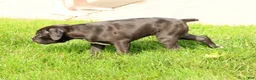 Boxer dogs for sale: Flash - Ad 8