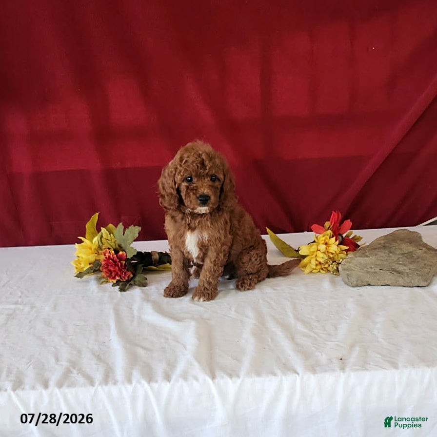 Mini Goldendoodle dogs Halena - Ad 2