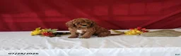 Mini Goldendoodle dogs for sale: Halena - Ad 2