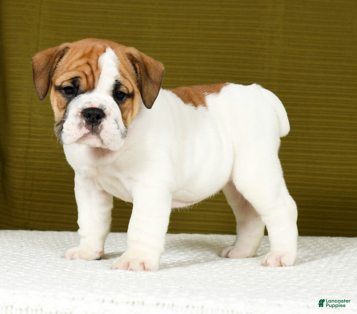 English Bulldog Puppies for sale Lancaster Puppies