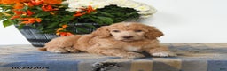 Standard Poodle dogs for sale: Tessa - Ad 4