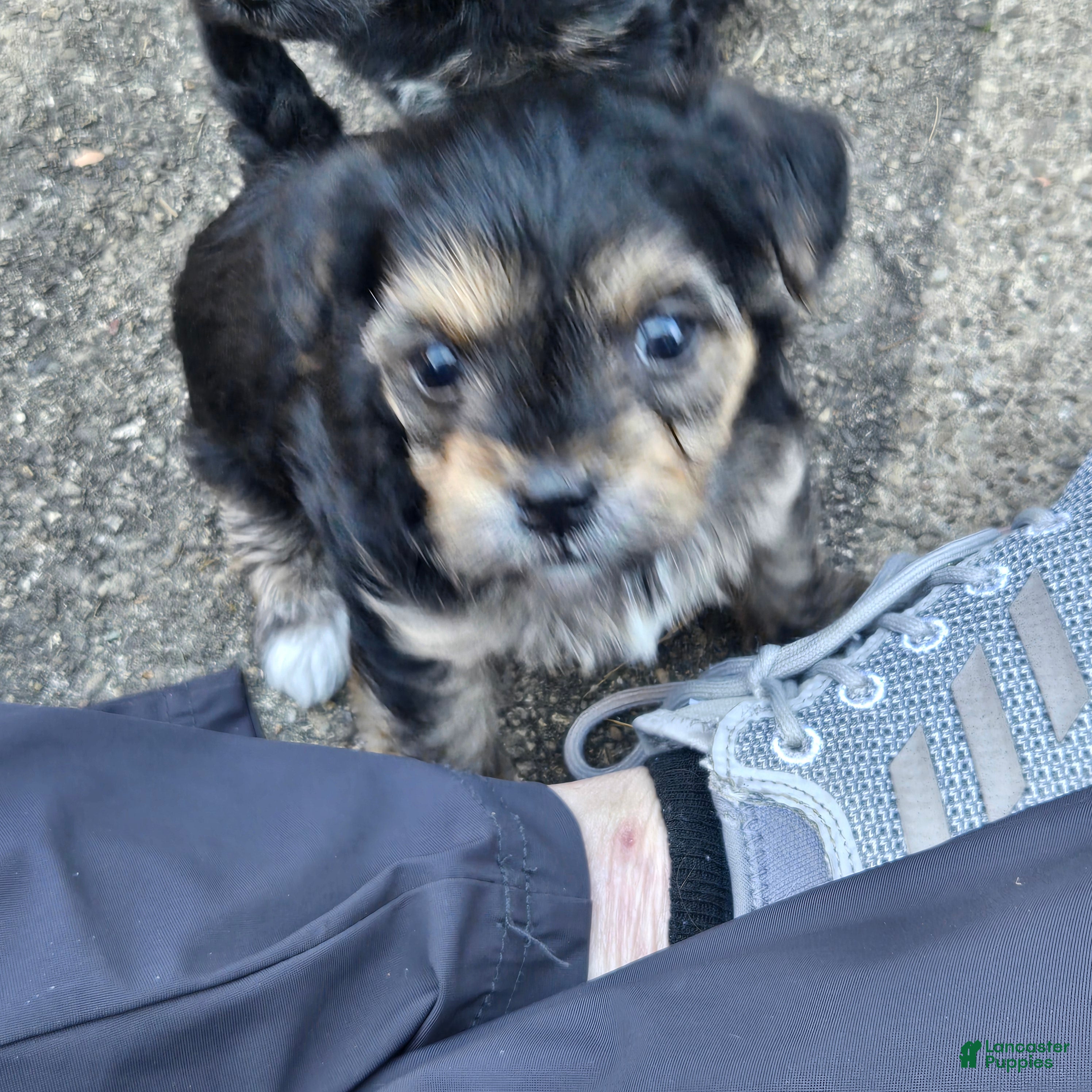 Morkie dogs for sale: Uno - Ad 2