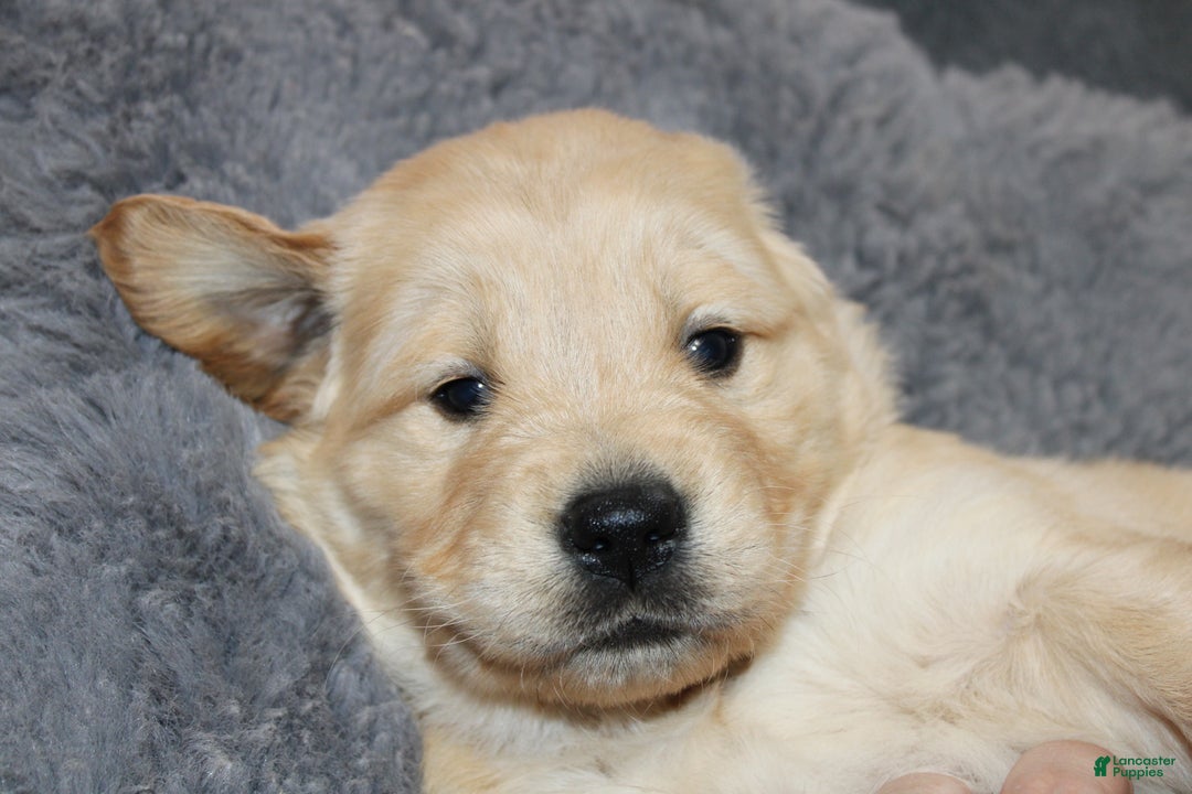 Golden Retriever dogs for sale: Finley - Ad 1