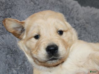 Golden Retriever dogs Finley - Ad 18