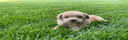 Miniature Poodle dogs for sale: Albert Miniature Poodle Puppy  - Ad 4