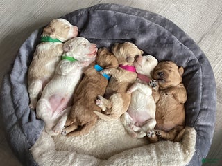 Mixed Breed dogs - Ad 26