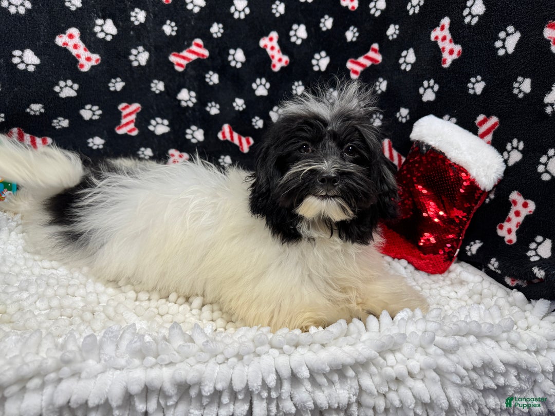 Havanese dogs for sale: Havanese Puppy 1 - Ad 3