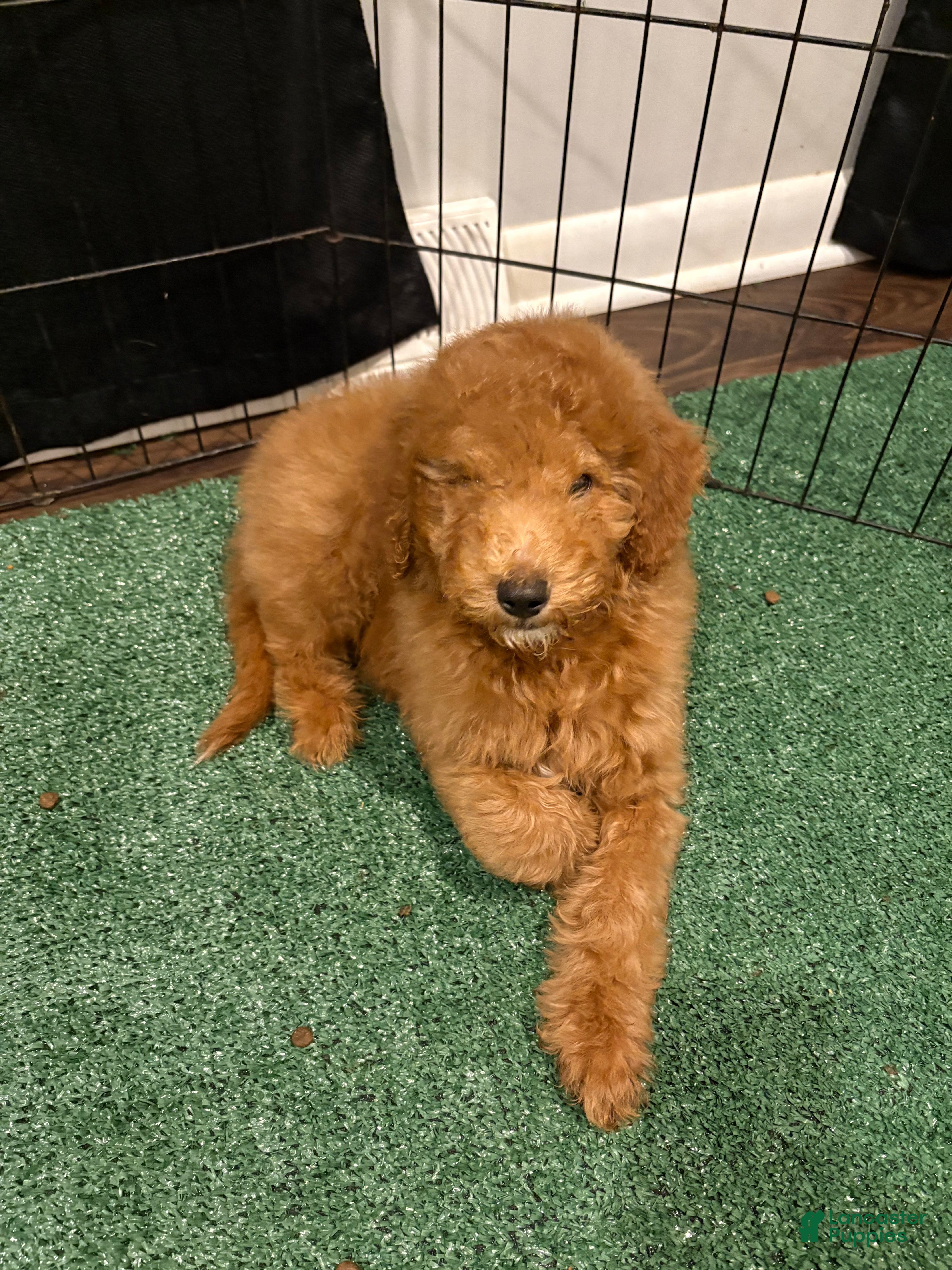 Miniature Poodle dogs Sammy - Ad 3