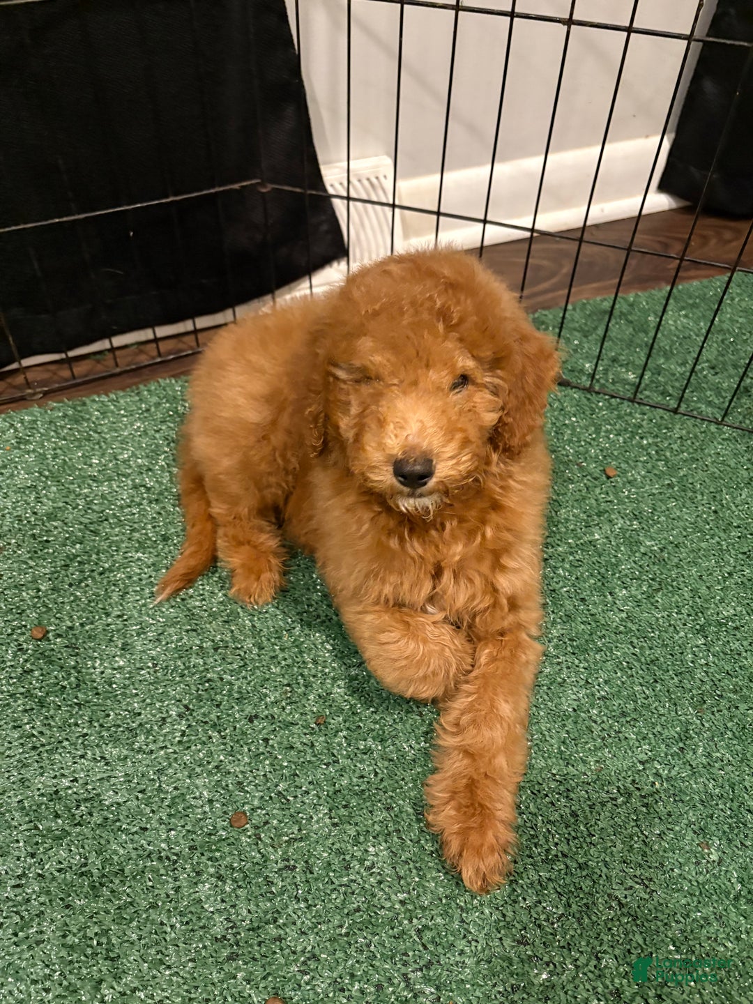 Miniature Poodle dogs for sale: Sammy - Ad 1