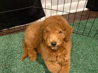 Miniature Poodle dogs Sammy - Ad 3