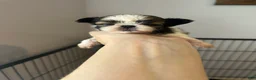 Shih Tzu dogs for sale: Jewel - Ad 8