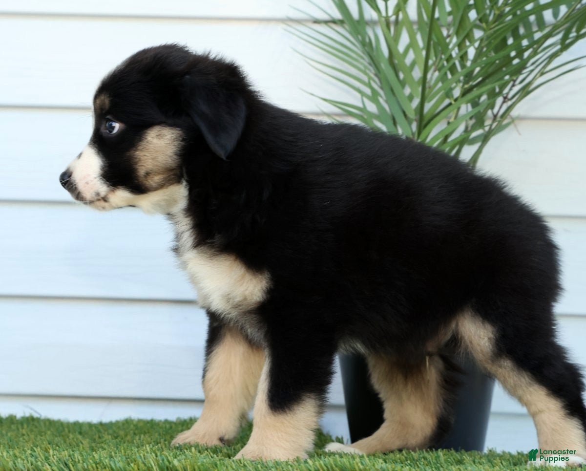 Miniature Australian Shepherd dogs for sale: Toby - Ad 4