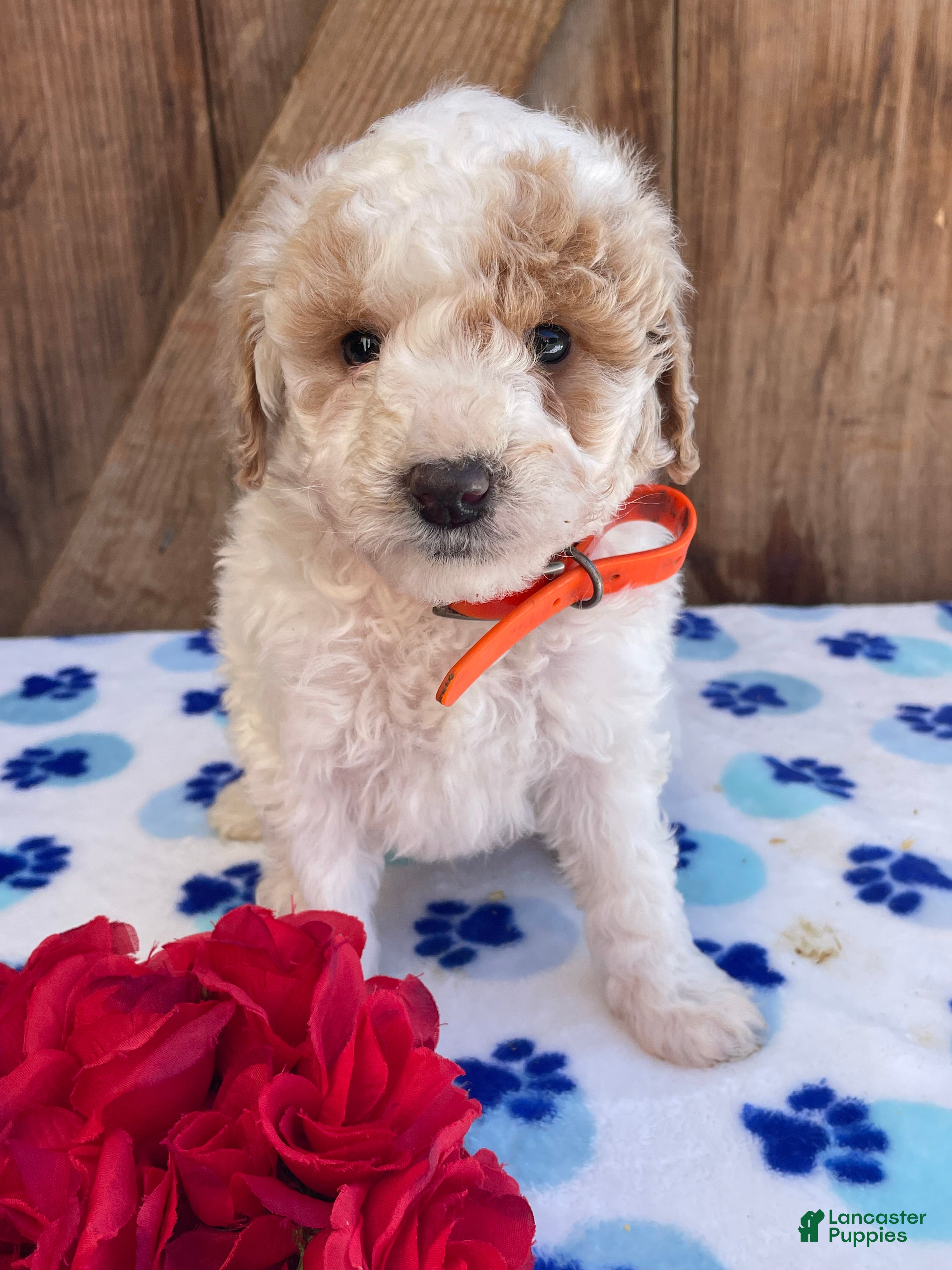 Mini Goldendoodle dogs Simon - Ad 26