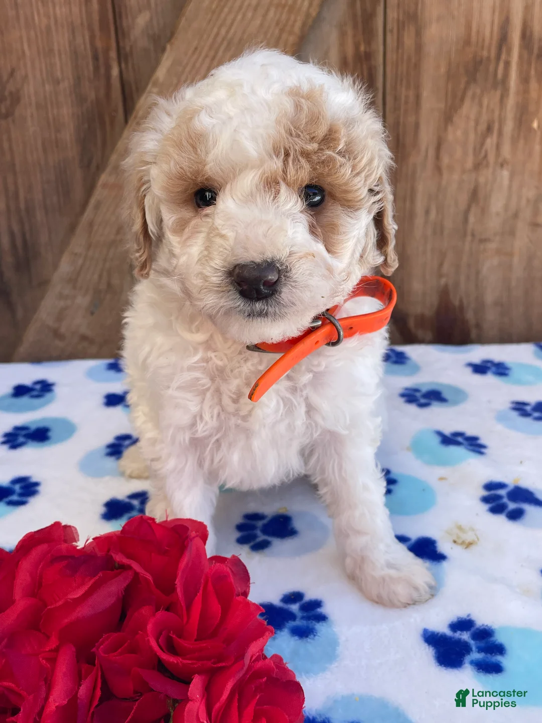 Mini Goldendoodle dogs for sale: Simon - Ad 1