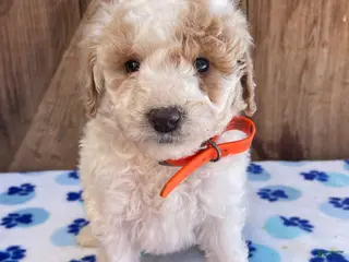 Mini Goldendoodle dogs Simon - Ad 26